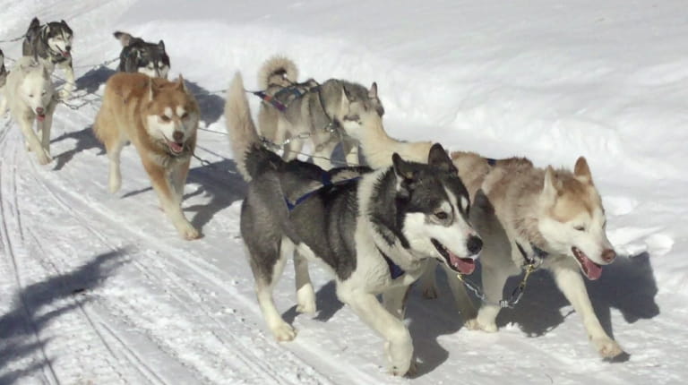 Dogs pulling sled